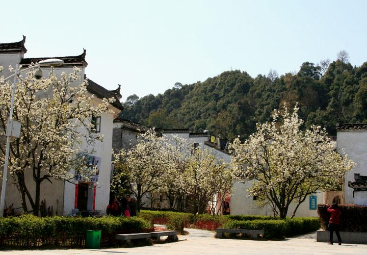 【原创】加明虎年摄影专辑 (不断增添中)