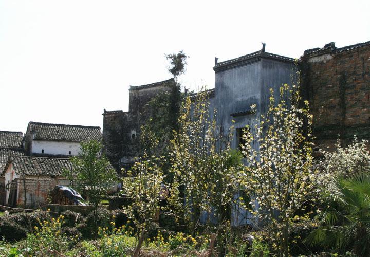 【原创】加明虎年摄影专辑 (不断增添中)