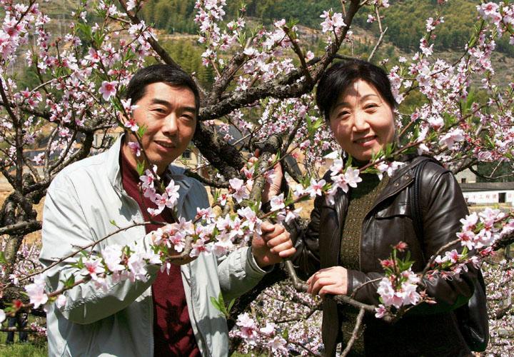 三聚桃花源