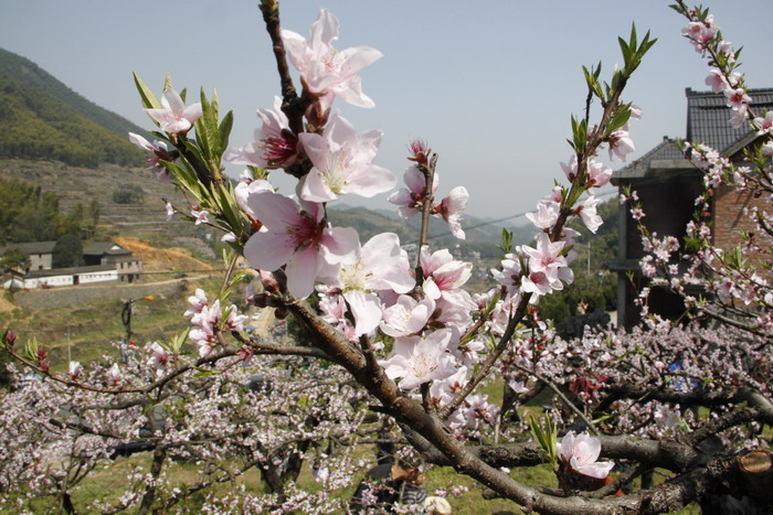 三聚桃花源