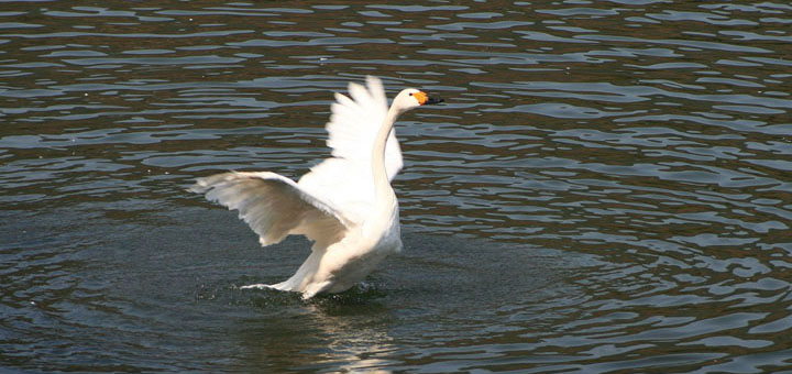 【原创】加明虎年摄影专辑 (不断增添中)