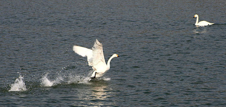 【原创】加明虎年摄影专辑 (不断增添中)