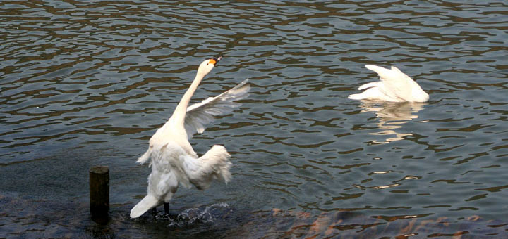 【原创】加明虎年摄影专辑 (不断增添中)