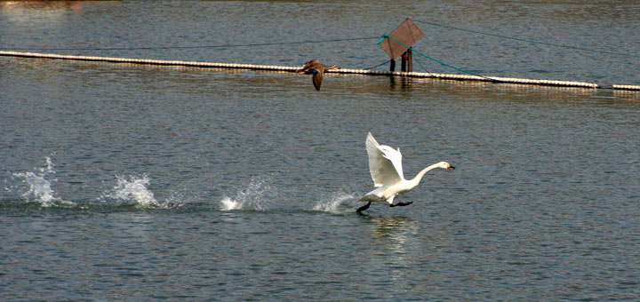 【原创】加明虎年摄影专辑 (不断增添中)
