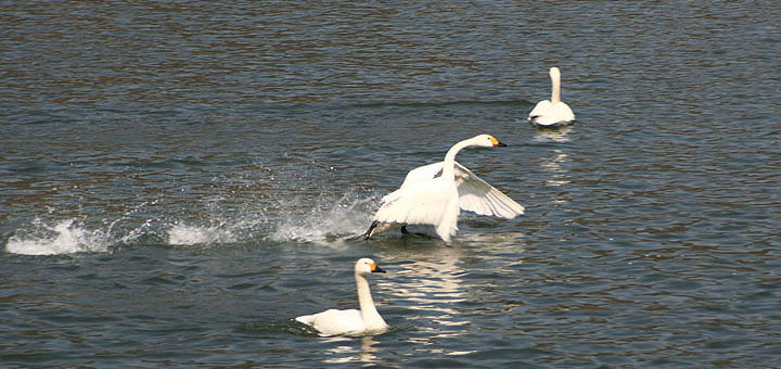 【原创】加明虎年摄影专辑 (不断增添中)