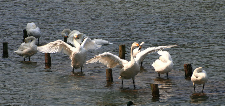 【原创】加明虎年摄影专辑 (不断增添中)