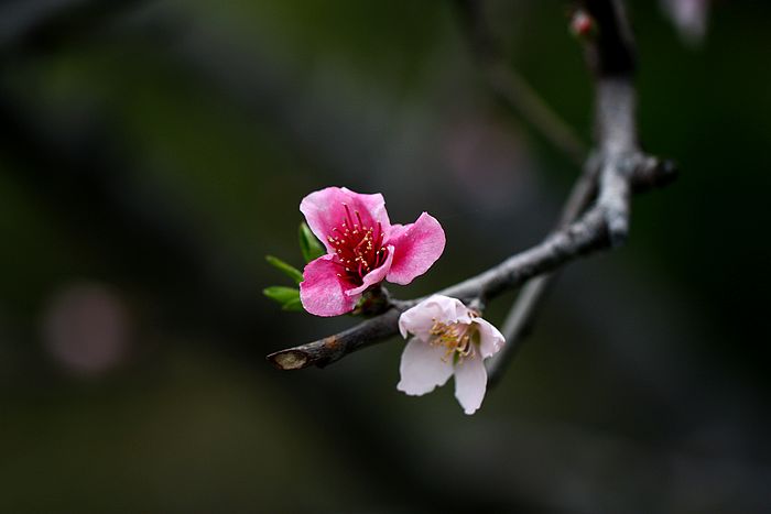 [原创摄影]在那桃花盛开的地方
