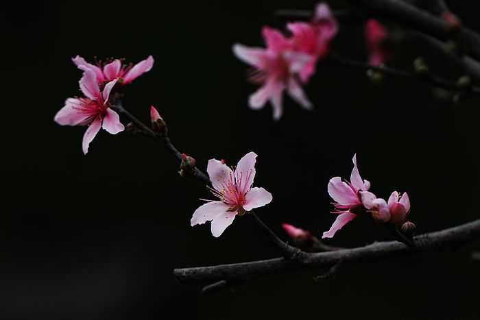 [原创摄影]在那桃花盛开的地方
