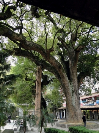 [原创]尤溪朱熹手植八百余年大樟树