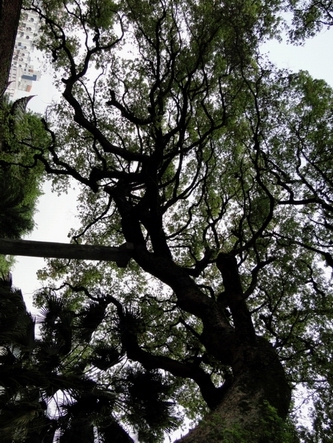[原创]尤溪朱熹手植八百余年大樟树