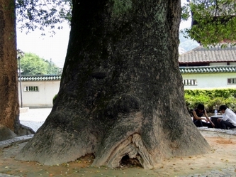 [原创]尤溪朱熹手植八百余年大樟树