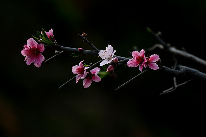 [原创摄影]桃花的魅力
