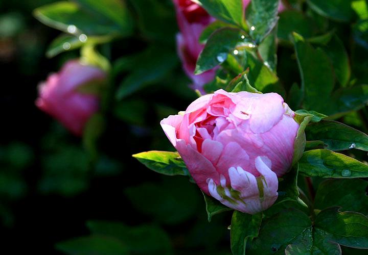 【原创】加明虎年摄影专辑 (不断增添中)