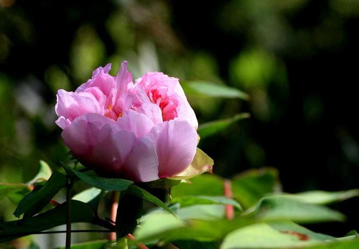 【原创】加明虎年摄影专辑 (不断增添中)