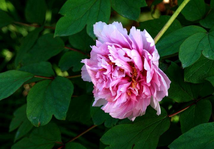 【原创】加明虎年摄影专辑 (不断增添中)