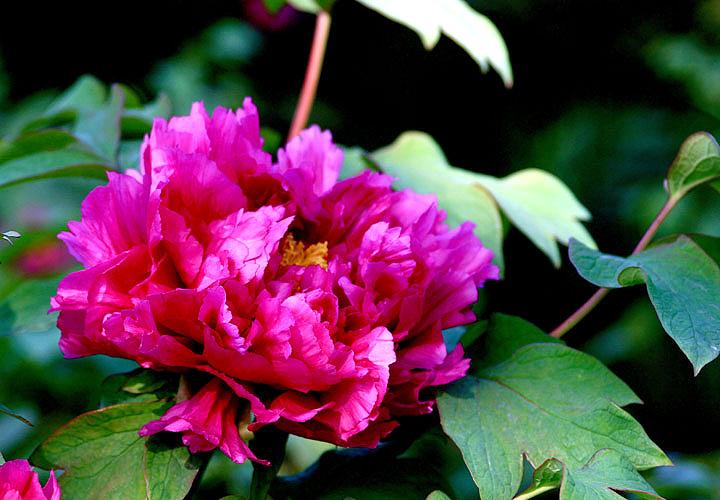 【原创】加明虎年摄影专辑 (不断增添中)