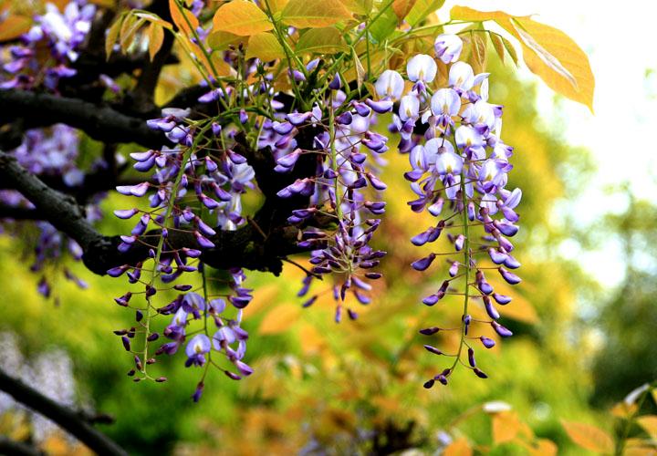 【原创】加明虎年摄影专辑 (不断增添中)