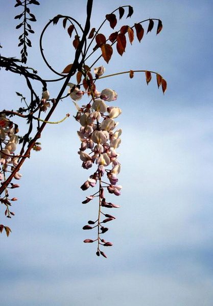 【原创】加明虎年摄影专辑 (不断增添中)
