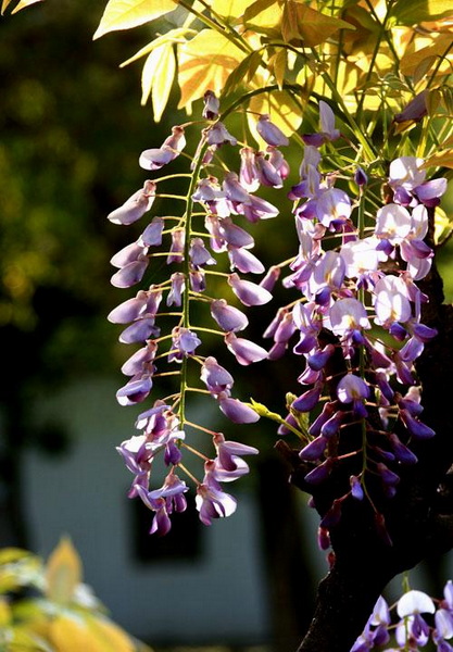 【原创】加明虎年摄影专辑 (不断增添中)