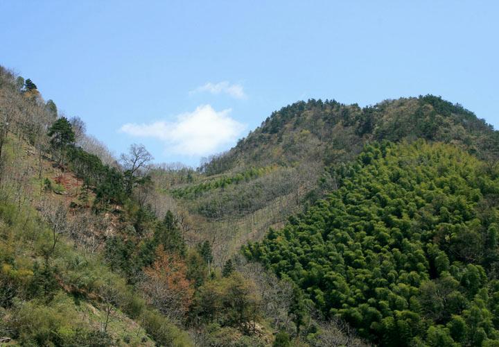 【原创】加明虎年摄影专辑 (不断增添中)