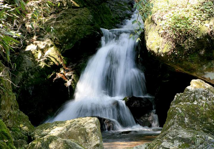【原创】加明虎年摄影专辑 (不断增添中)