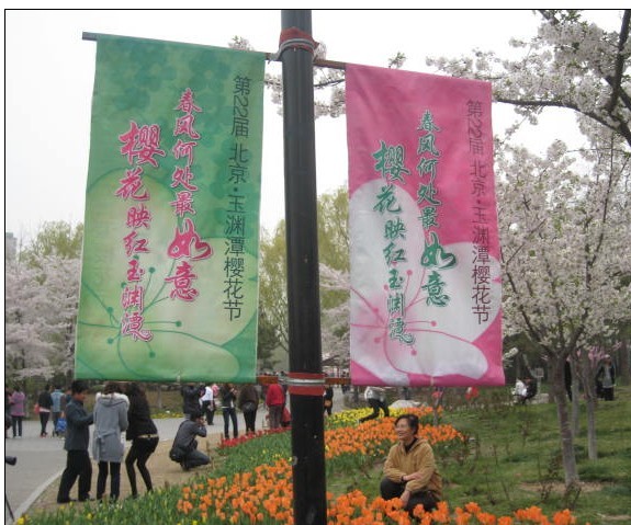 春风何处最如意 樱花映红玉渊潭