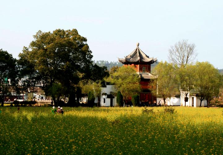 【原创】加明虎年摄影专辑 (不断增添中)