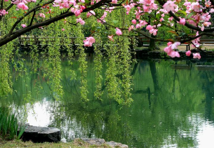 【原创】加明虎年摄影专辑 (不断增添中)