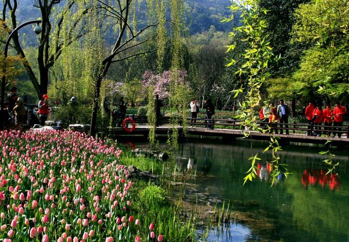 【原创】加明虎年摄影专辑 (不断增添中)