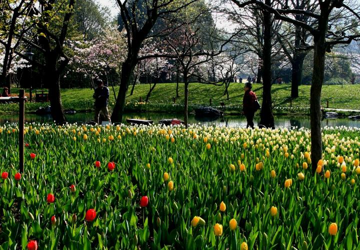 【原创】加明虎年摄影专辑 (不断增添中)