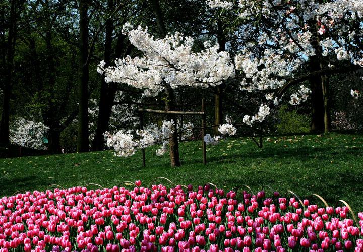 【原创】加明虎年摄影专辑 (不断增添中)