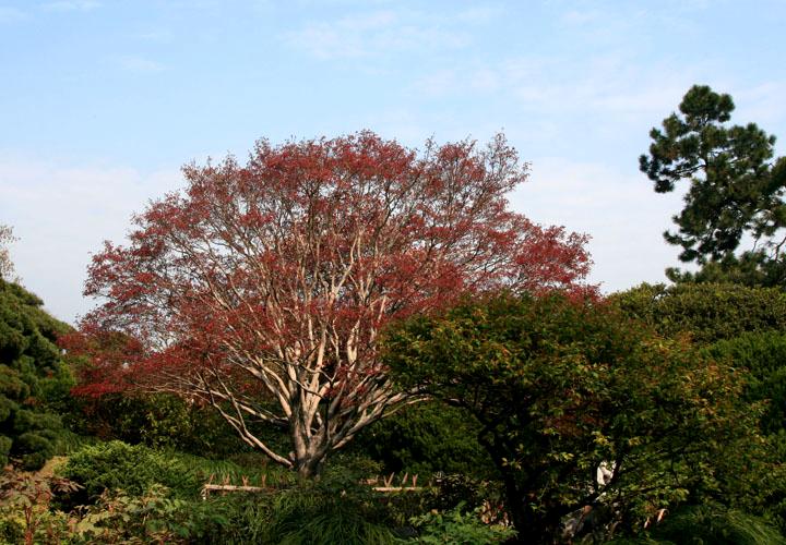 【原创】加明虎年摄影专辑 (不断增添中)