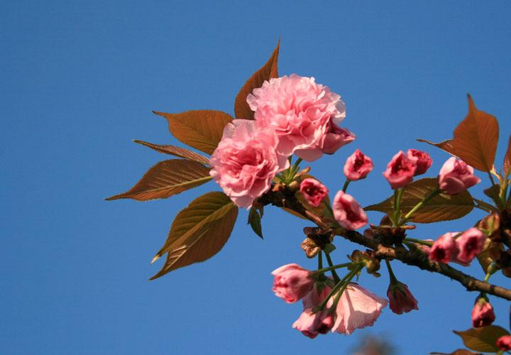 【原创】加明虎年摄影专辑 (不断增添中)