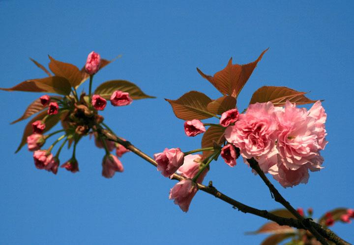 【原创】加明虎年摄影专辑 (不断增添中)