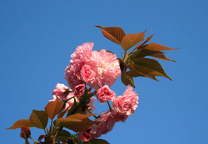 【原创】加明虎年摄影专辑 (不断增添中)