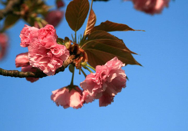 【原创】加明虎年摄影专辑 (不断增添中)