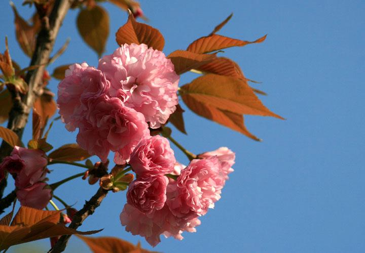 【原创】加明虎年摄影专辑 (不断增添中)