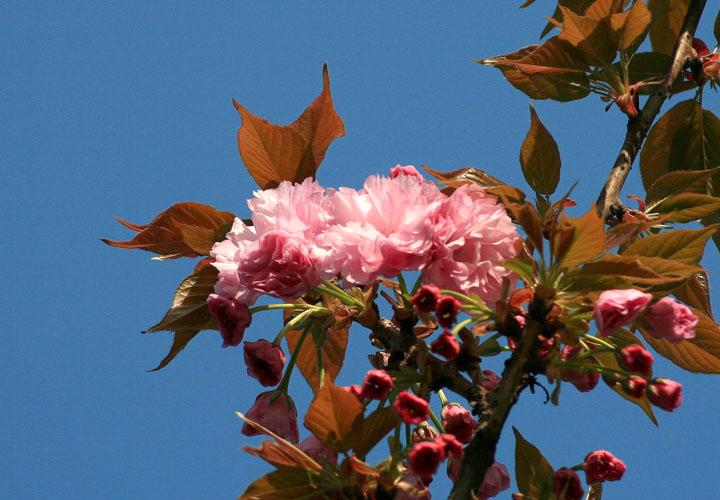 【原创】加明虎年摄影专辑 (不断增添中)