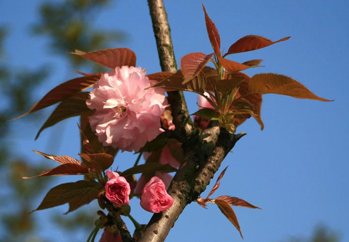 【原创】加明虎年摄影专辑 (不断增添中)