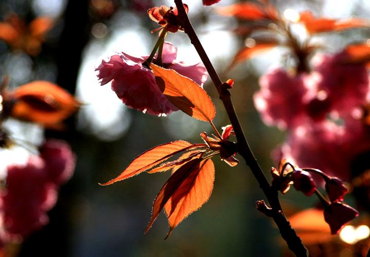 【原创】加明虎年摄影专辑 (不断增添中)