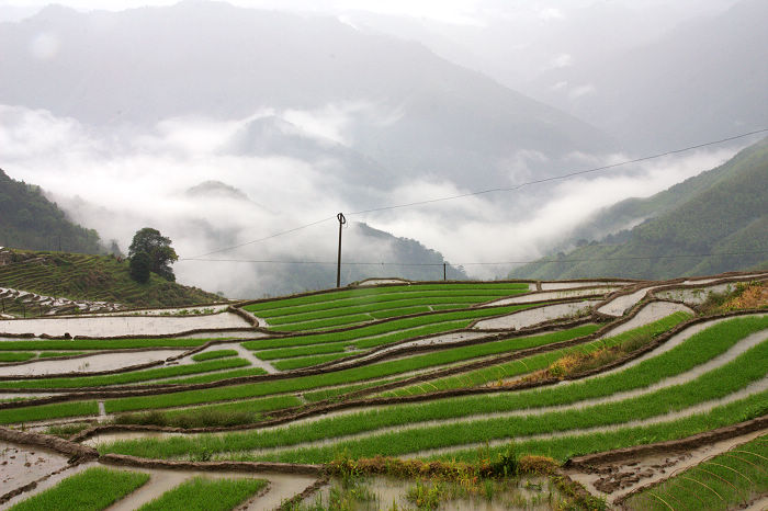 雨中的联合梯田（1）