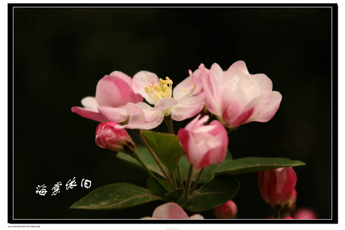 海棠依旧