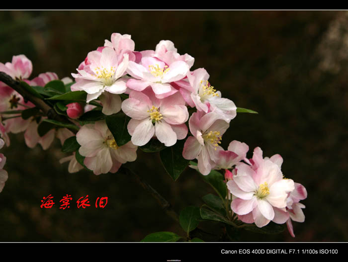 海棠依旧