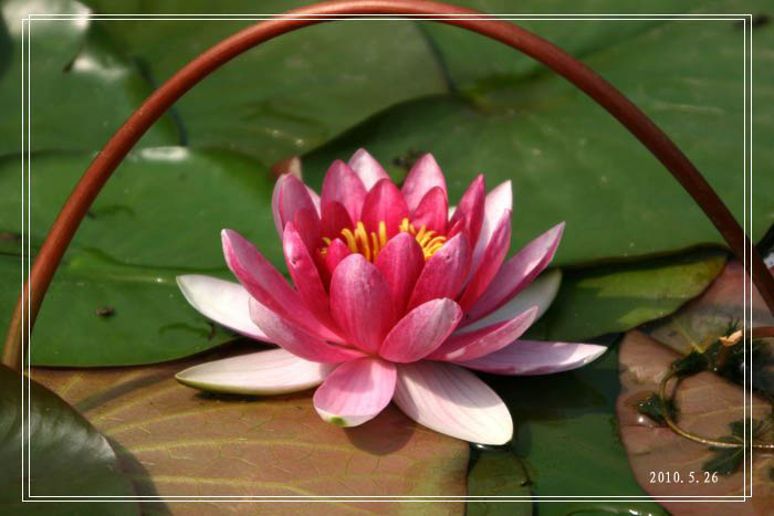 睡莲初醒