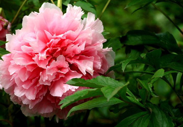 【原创】加明虎年摄影专辑 (不断增添中)