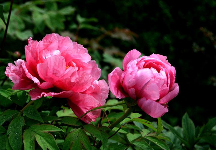 【原创】加明虎年摄影专辑 (不断增添中)