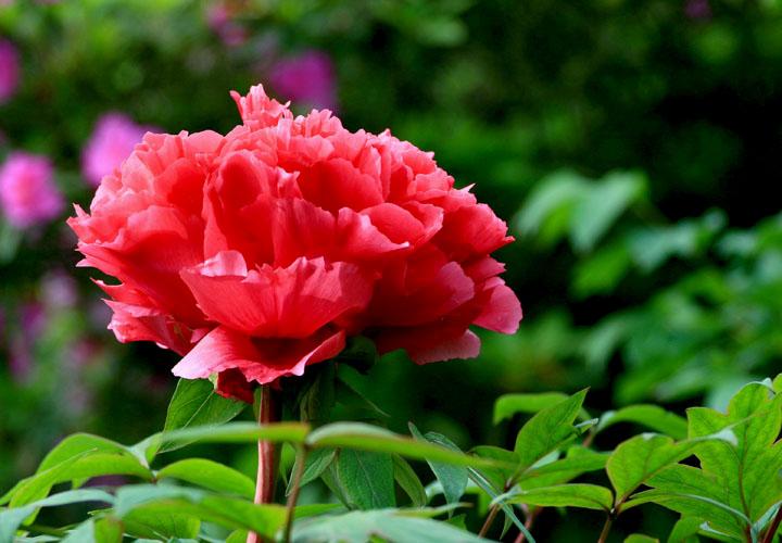 【原创】加明虎年摄影专辑 (不断增添中)