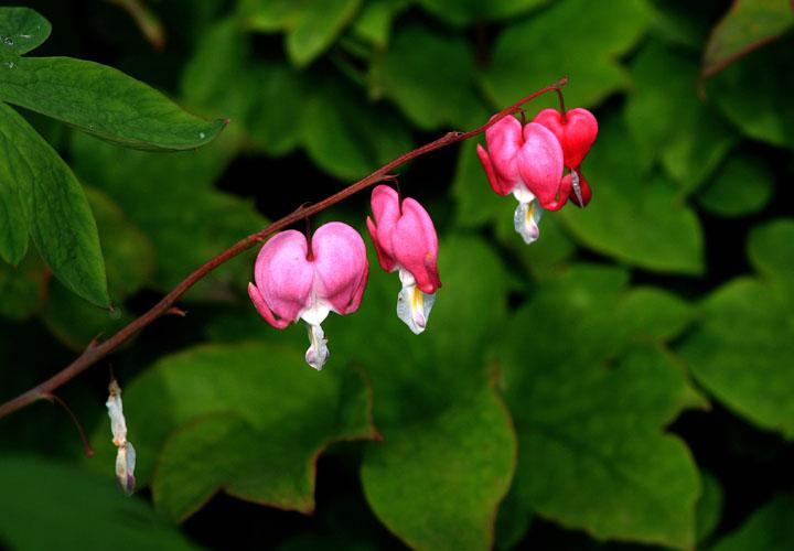 【原创】加明虎年摄影专辑 (不断增添中)