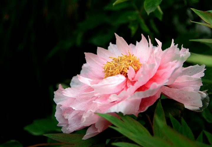 【原创】加明虎年摄影专辑 (不断增添中)