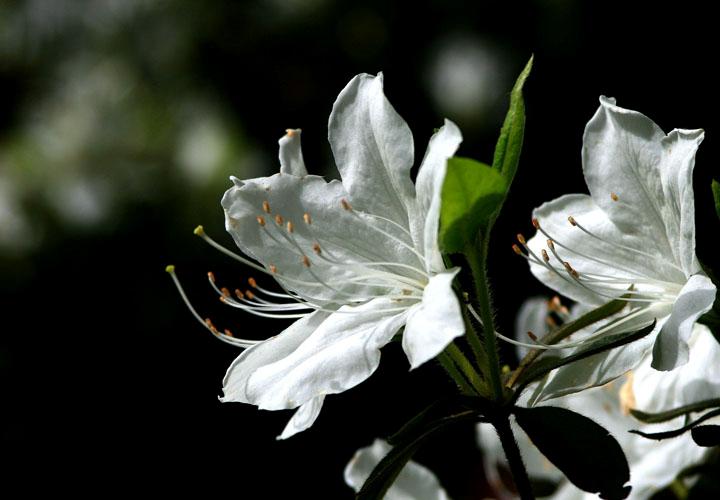 【原创】加明虎年摄影专辑 (不断增添中)